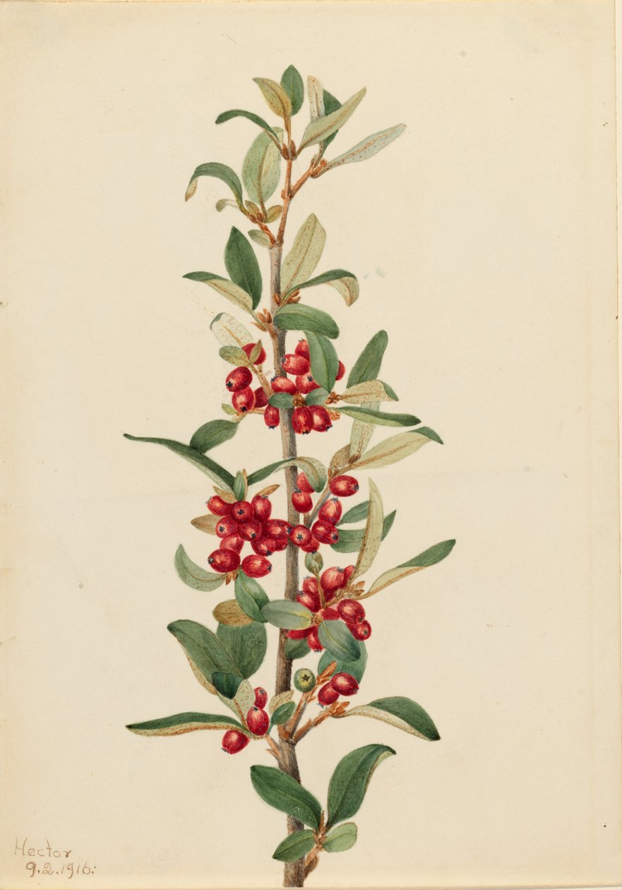 加拿大水牛草（Lepargyrea canadensis） 作者 玛丽·沃克斯·沃尔科特