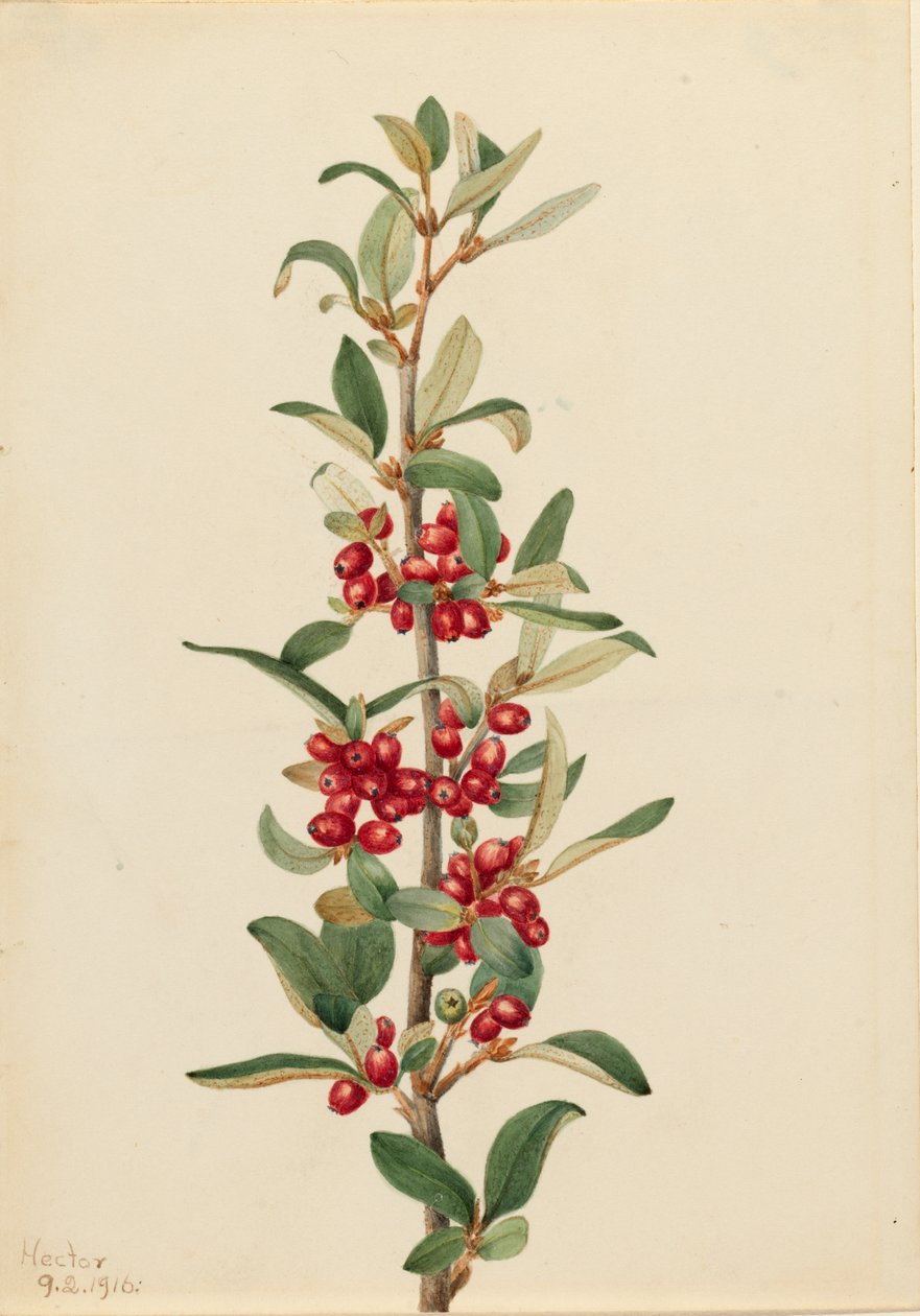 加拿大牛肝菌 Lepargyrea canadensis, 1916. 作者 玛丽·沃克斯·沃尔科特
