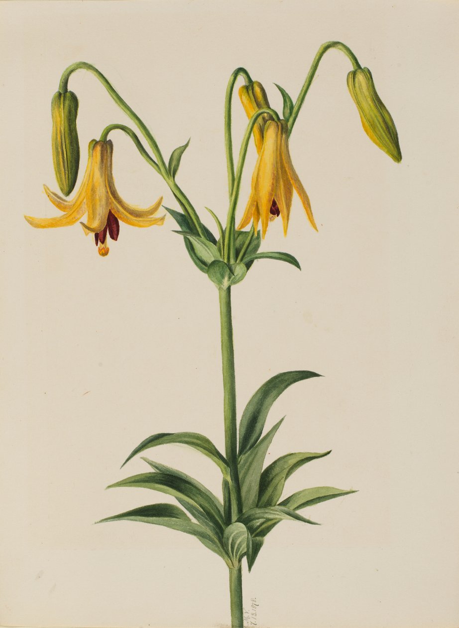 加拿大百合（Lilium canadense） 作者 玛丽·沃克斯·沃尔科特