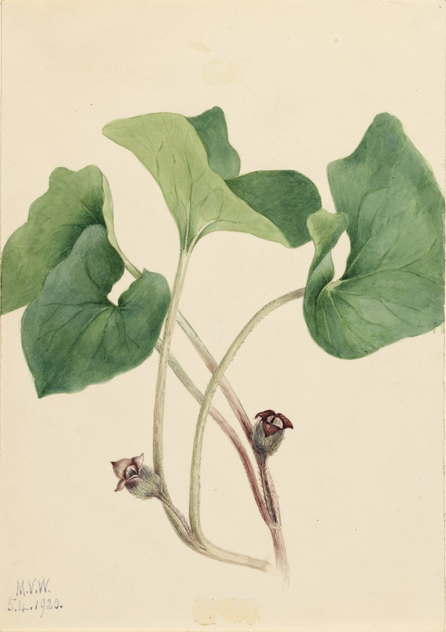 加拿大野姜（Asarum canadense） 作者 玛丽·沃克斯·沃尔科特