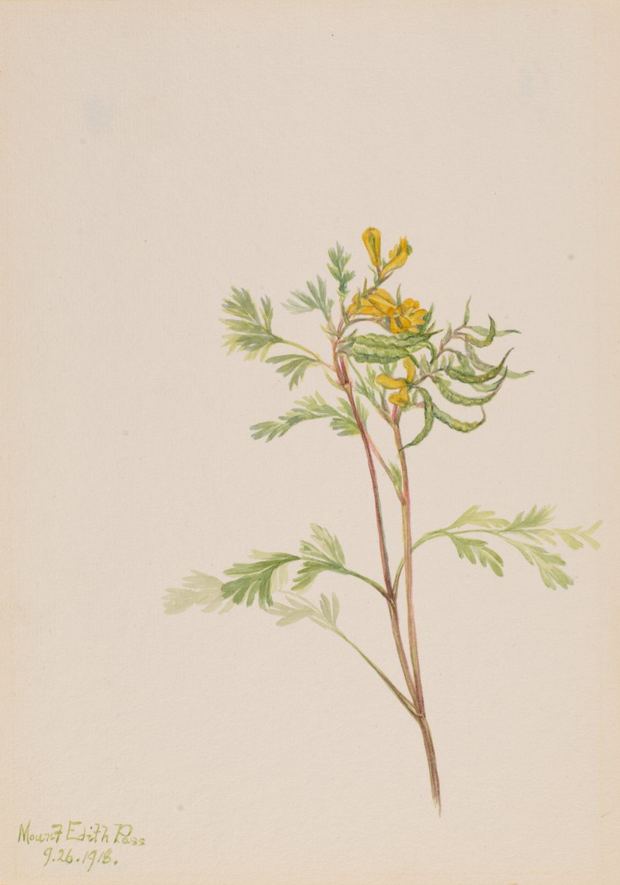 Capnoides aureum, 1918. 作者 玛丽·沃克斯·沃尔科特