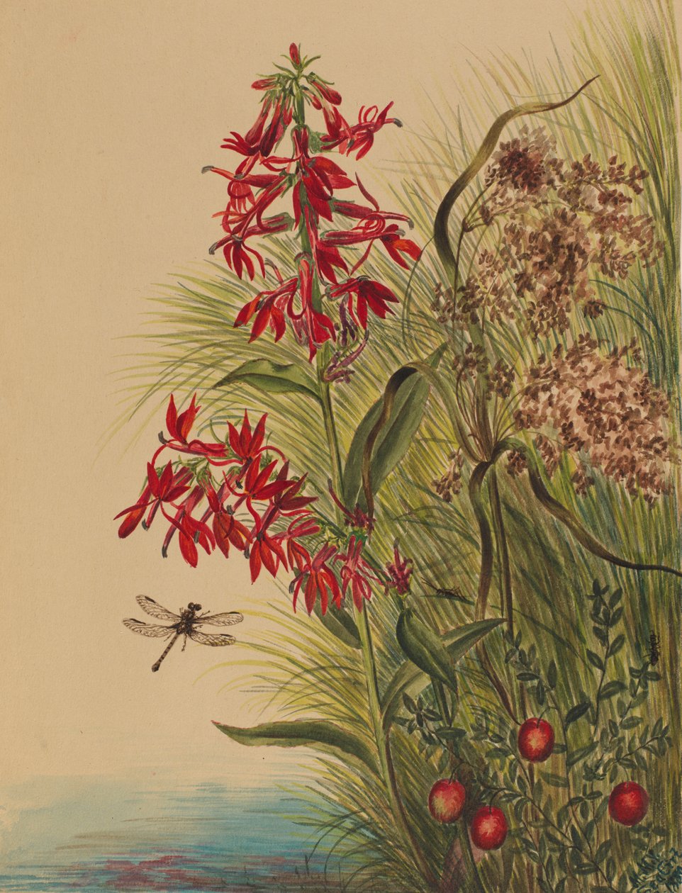 红雀花 Lobelia cardinalis, 1880. 作者 玛丽·沃克斯·沃尔科特