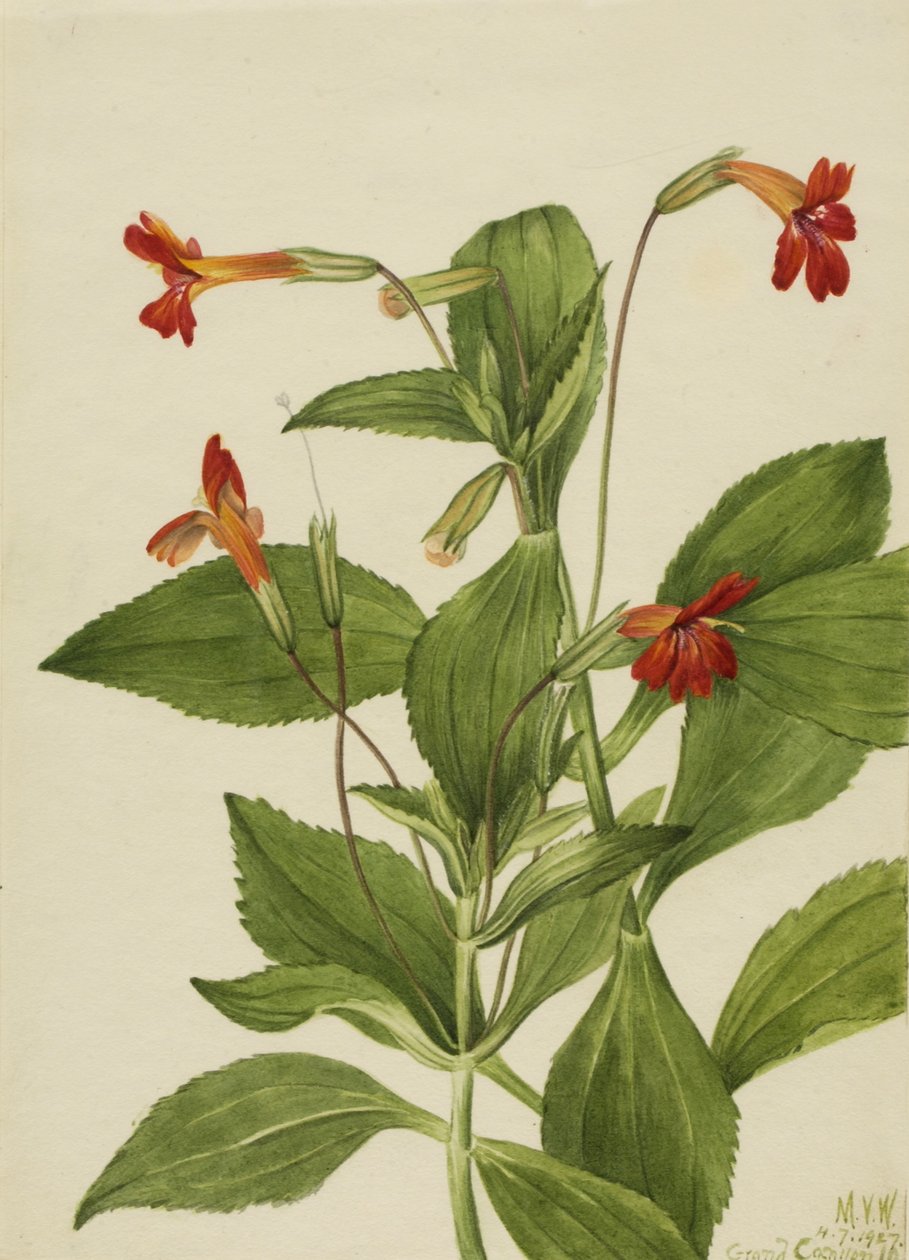红衣主教猴花（Mimulus cardinalis） 作者 玛丽·沃克斯·沃尔科特