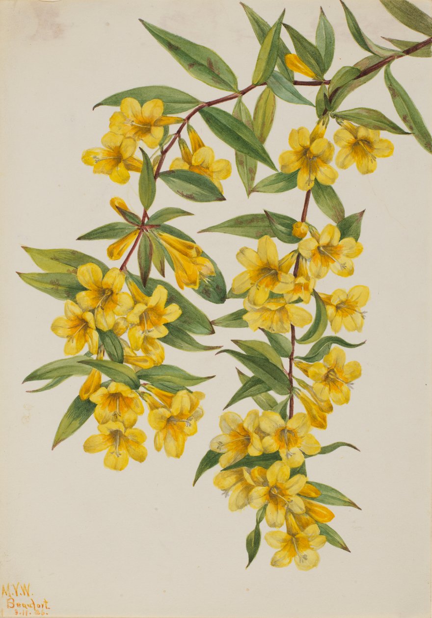 Carolina Jessamine（Gelsemium sempervirens） 作者 玛丽·沃克斯·沃尔科特