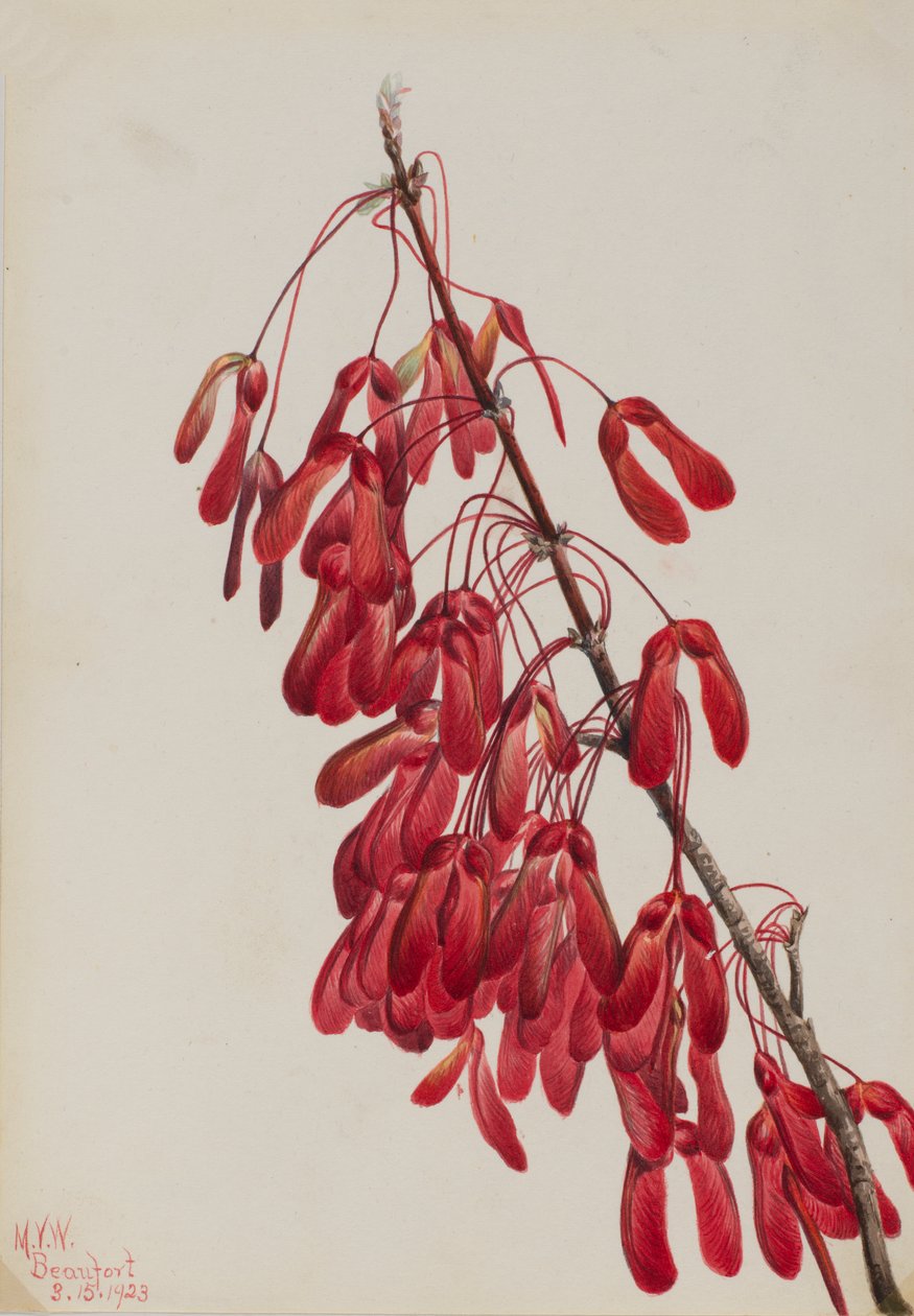 Carolina Maple Acer carolinianum, 1923. 作者 玛丽·沃克斯·沃尔科特