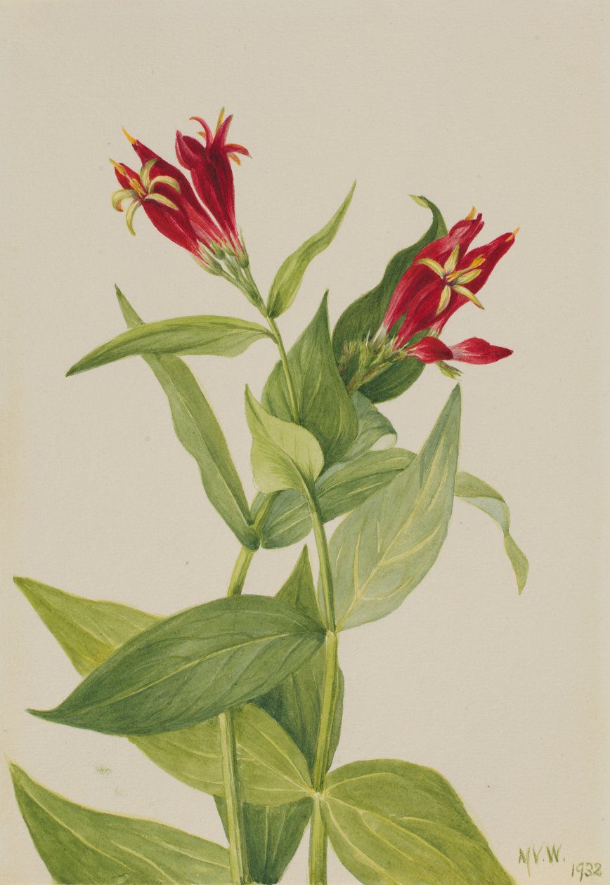 卡罗莱纳粉红（Spigelia marylandica） 作者 玛丽·沃克斯·沃尔科特
