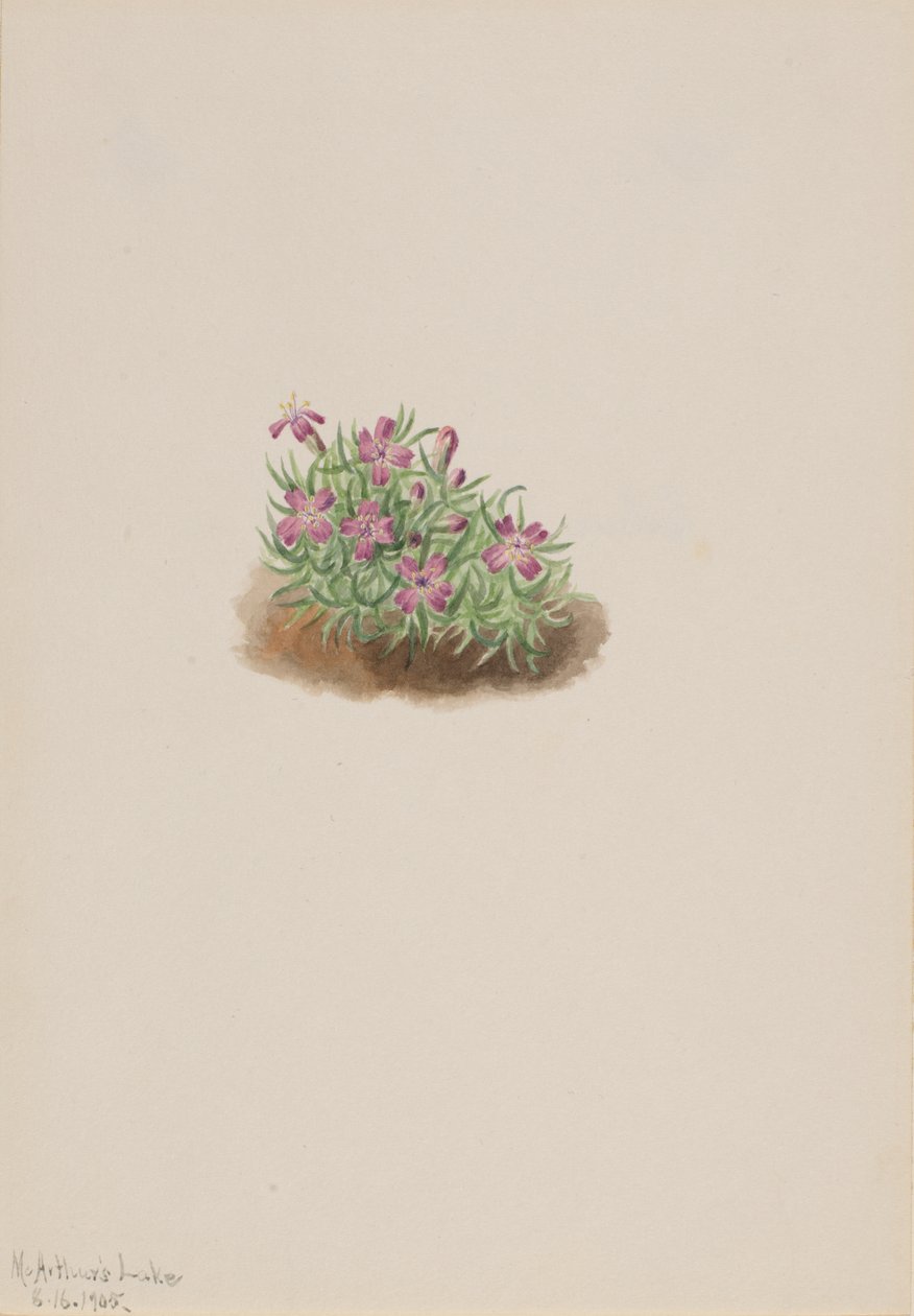Carpet Pink Silene acaulis, 1905. 作者 玛丽·沃克斯·沃尔科特