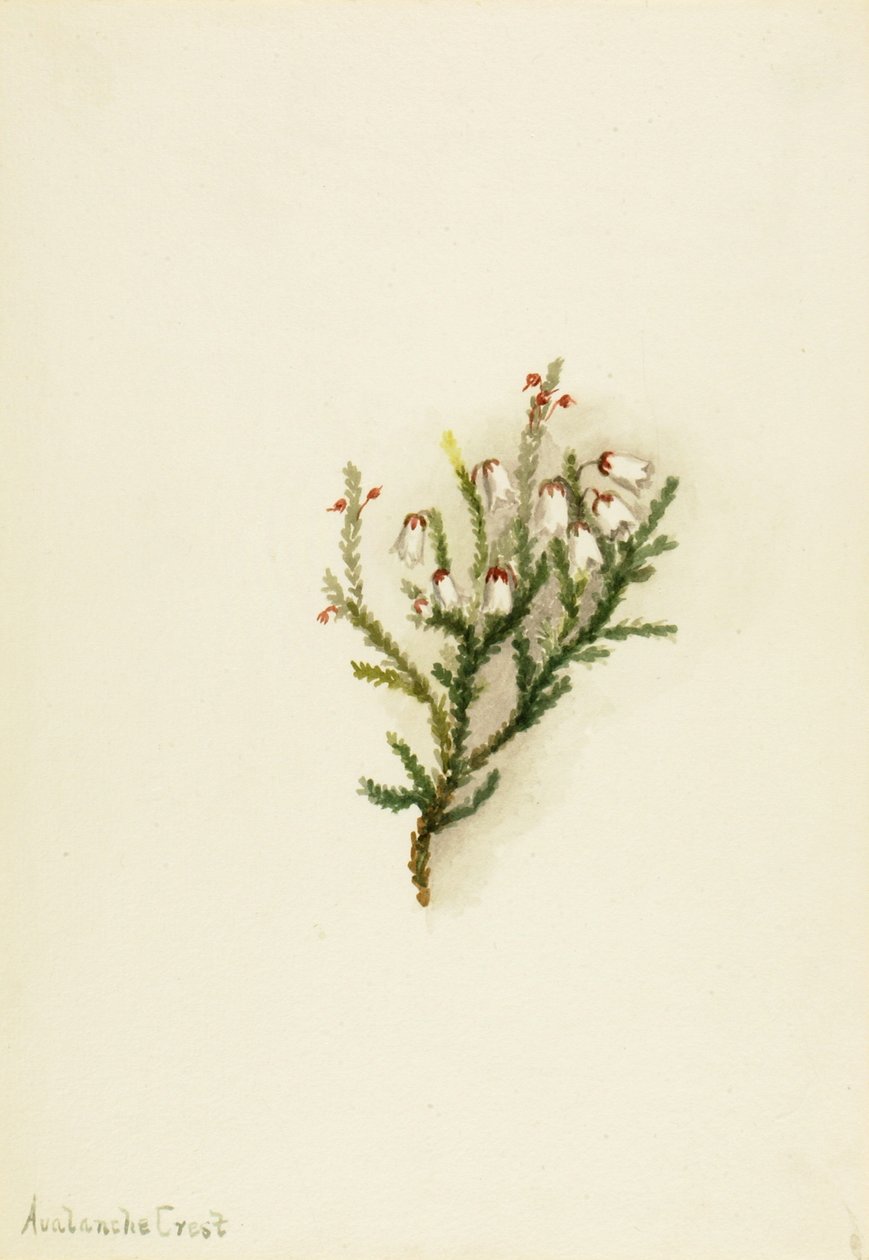 Cassiope Cassiope mertensiana, ca. 1900-1905. 作者 玛丽·沃克斯·沃尔科特