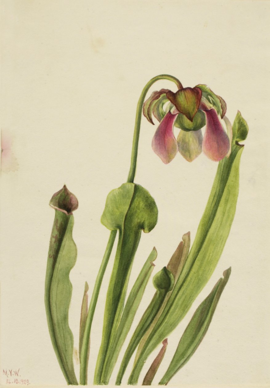 Catesby Pitcherplant Sarracenia catesaei, 1929. 作者 玛丽·沃克斯·沃尔科特