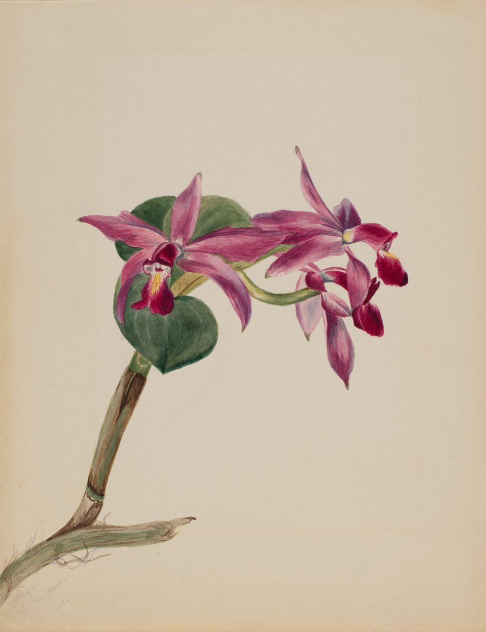 Cattlaya superbus, 1881. 作者 玛丽·沃克斯·沃尔科特