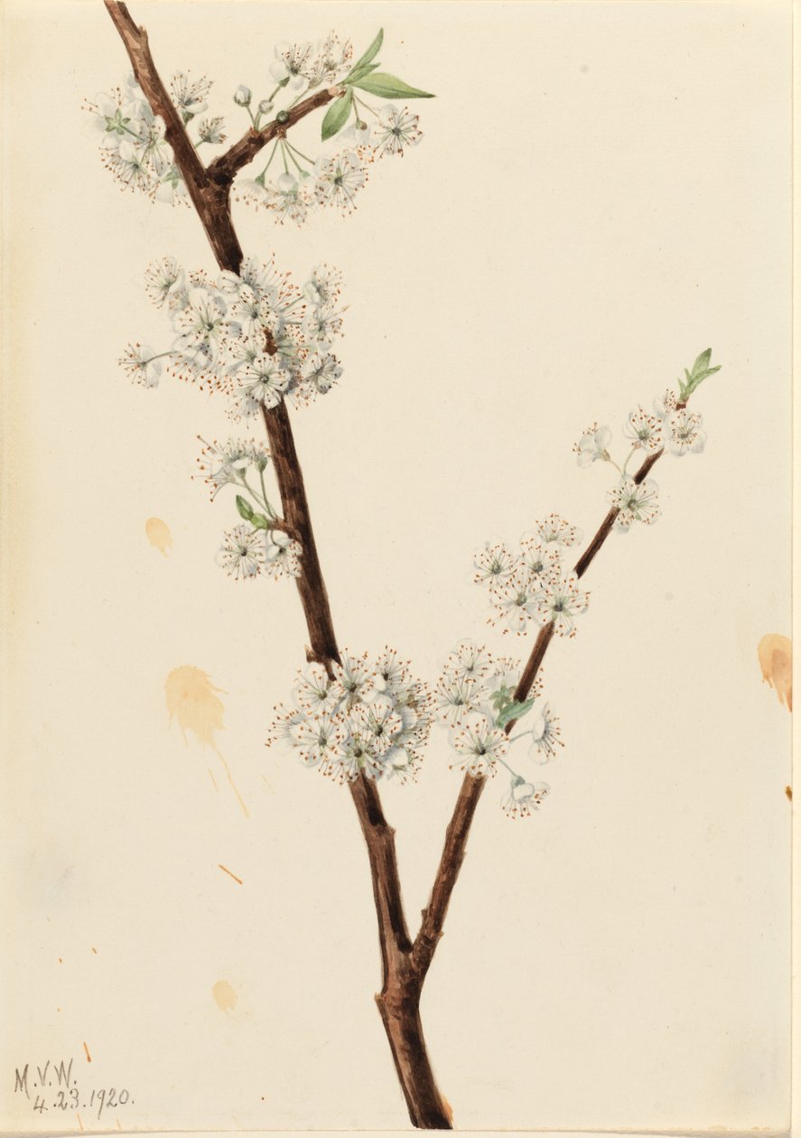 鸡爪李（Prunus angustifolia） 作者 玛丽·沃克斯·沃尔科特