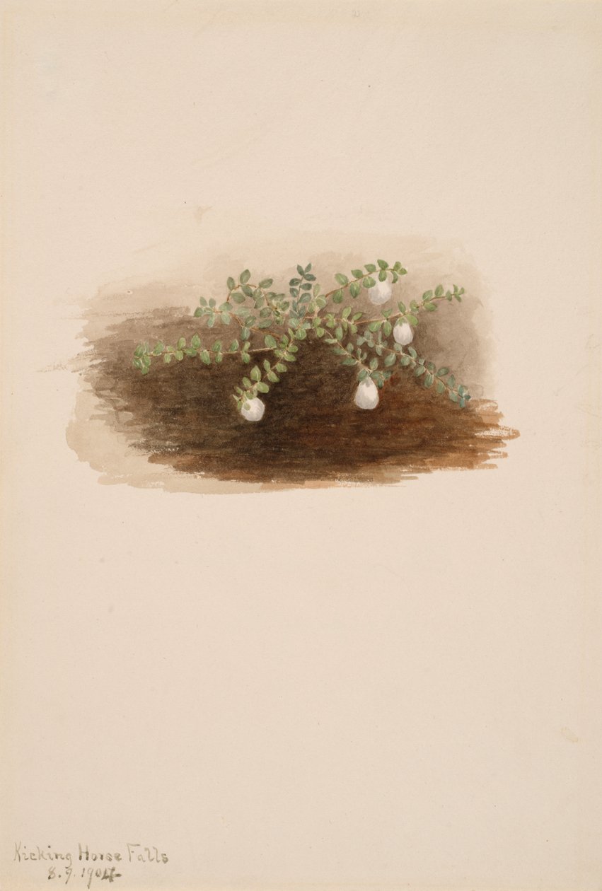 Chiogenes hispidula, 1904. 作者 玛丽·沃克斯·沃尔科特