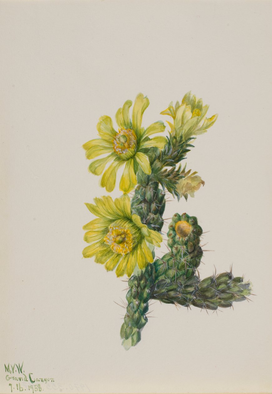 花冠树 Opuntia whipplei 作者 玛丽·沃克斯·沃尔科特