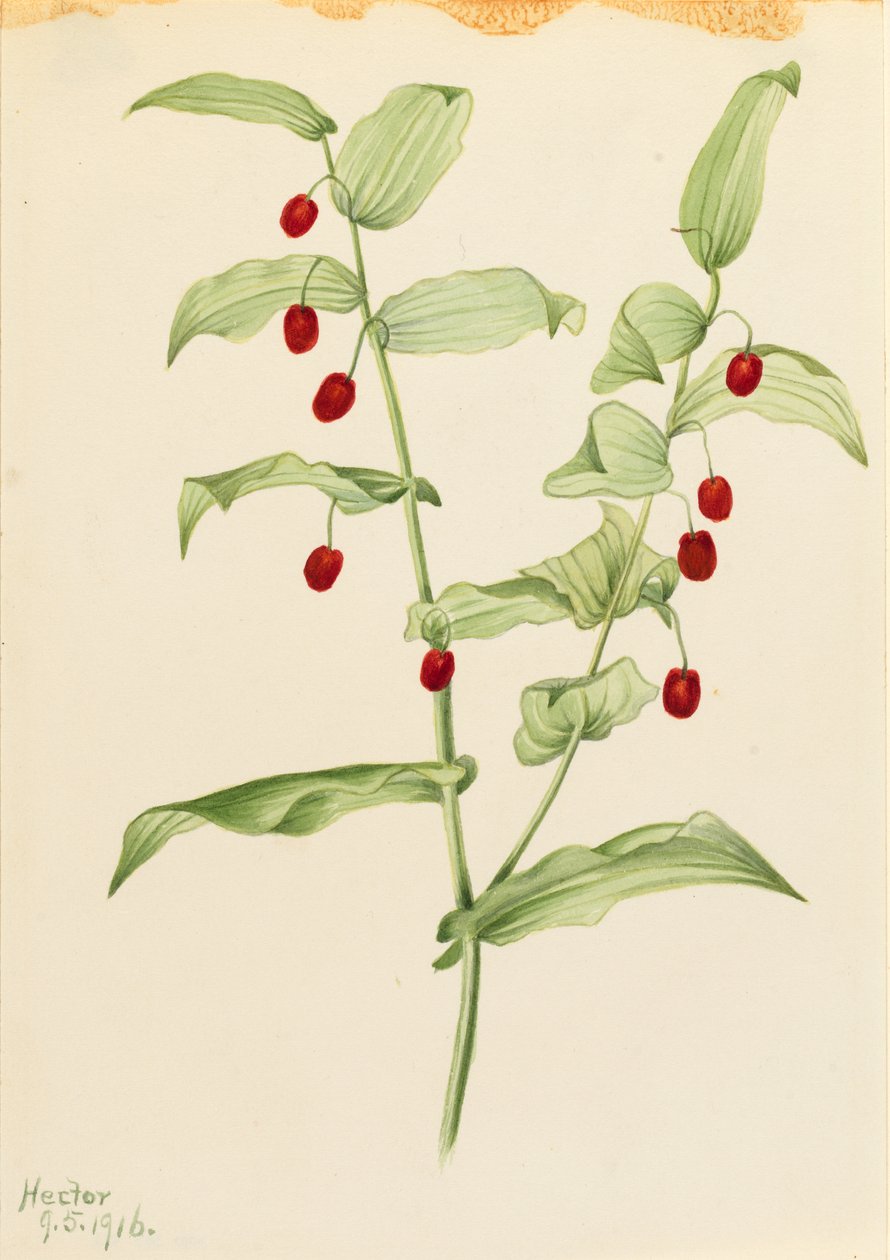 抱茎（Streptopus amplexifolius) 作者 玛丽·沃克斯·沃尔科特