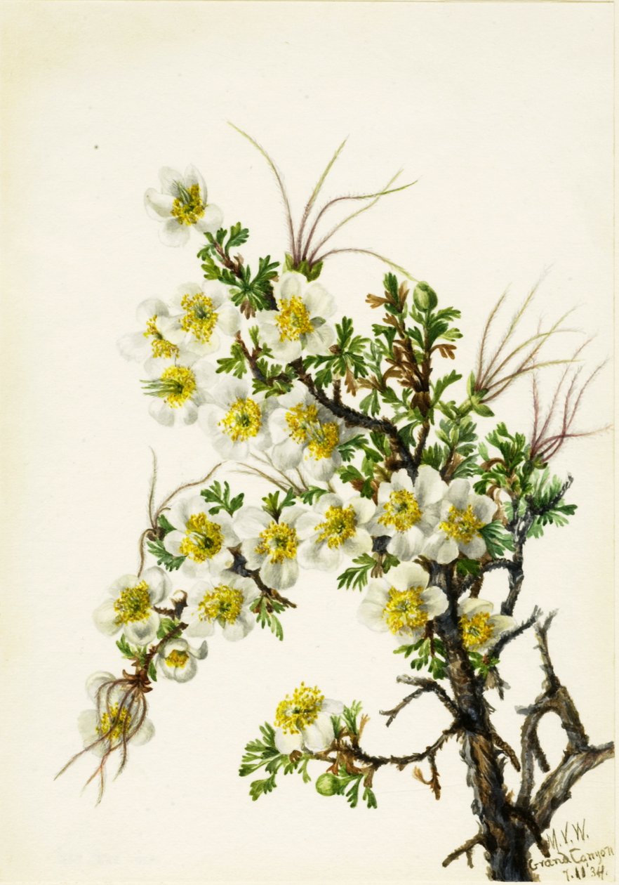 Cliffrose Canshuriana, 1934. 作者 玛丽·沃克斯·沃尔科特