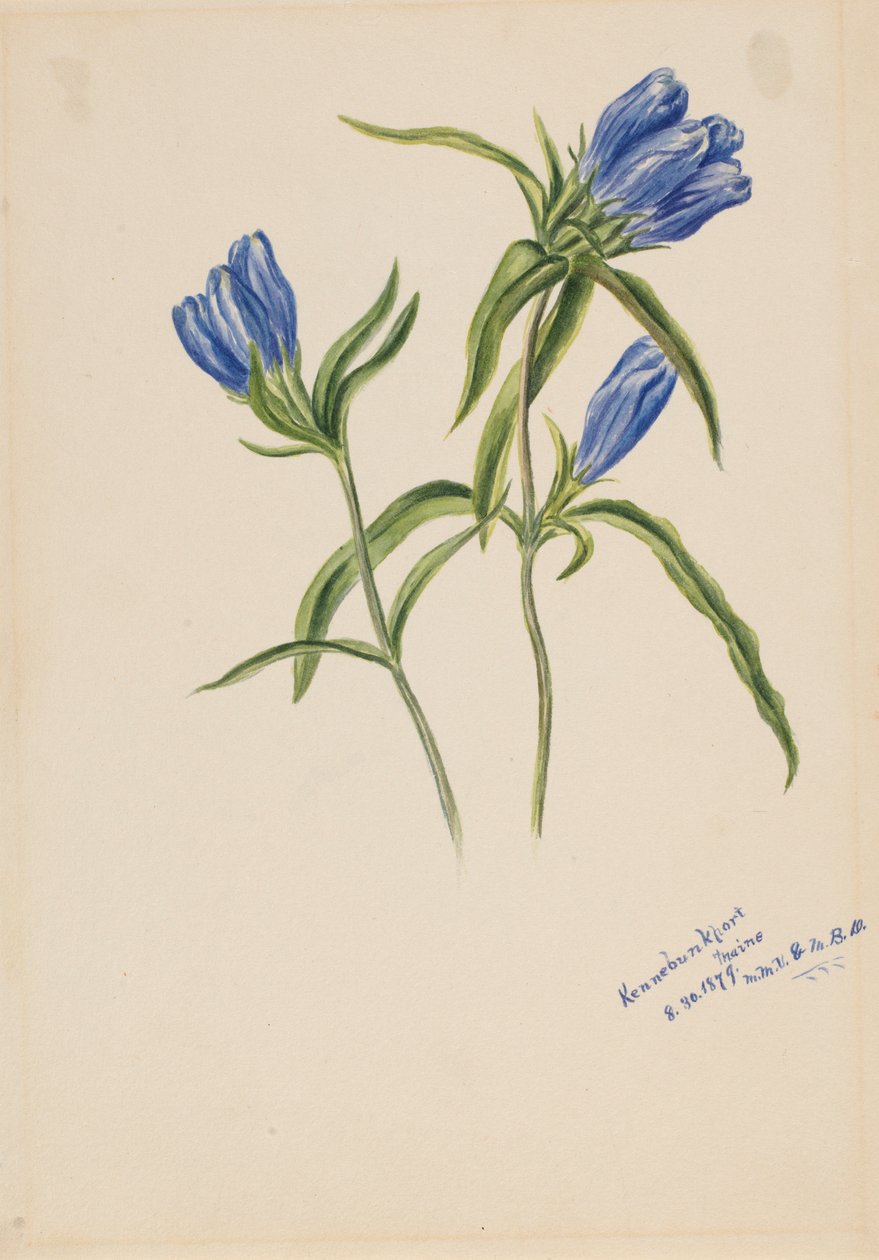 封闭龙胆（Gentiana andrewskii） 作者 玛丽·沃克斯·沃尔科特