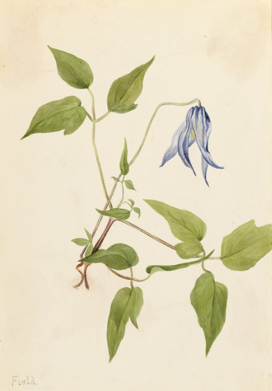 哥伦比亚铁线莲 Clematis columbiana, 约1900-1925. 作者 玛丽·沃克斯·沃尔科特