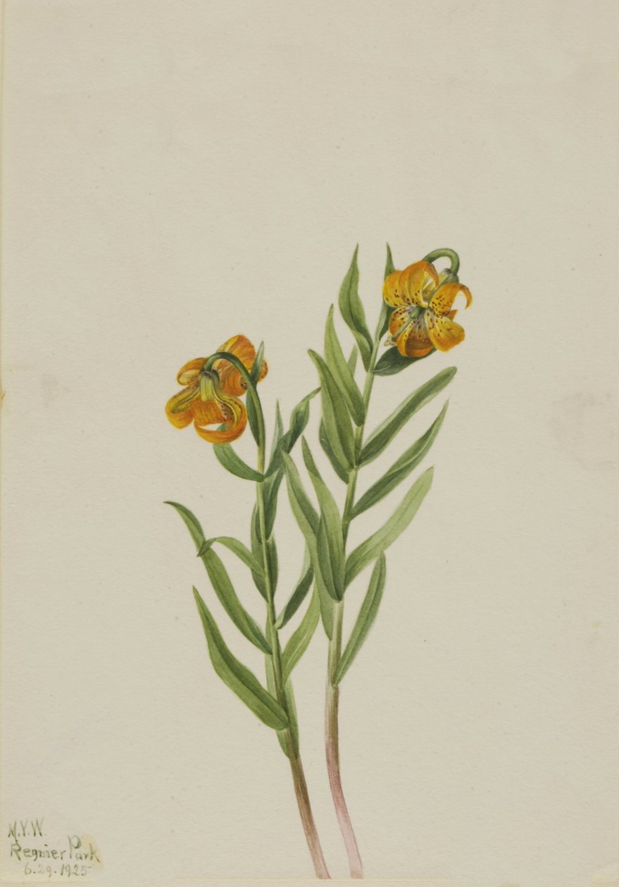 哥伦比亚百合 Lilium columbianum, 1925. 作者 玛丽·沃克斯·沃尔科特