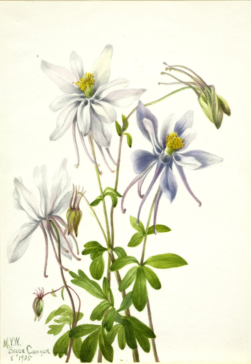 哥伦布（Aquilegia ecalcarata） 作者 玛丽·沃克斯·沃尔科特