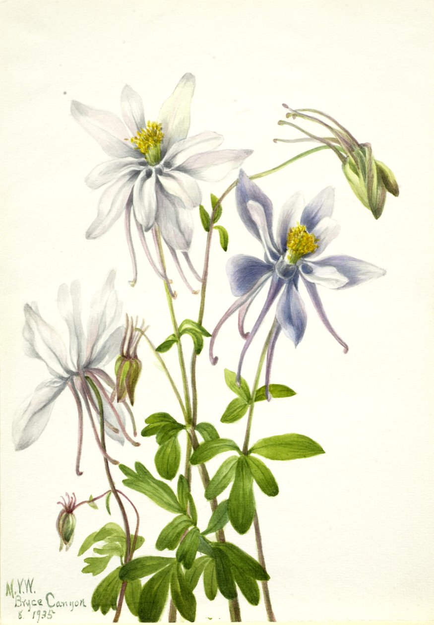 Columbine Aquilegia ecalcarata, 1935. 作者 玛丽·沃克斯·沃尔科特
