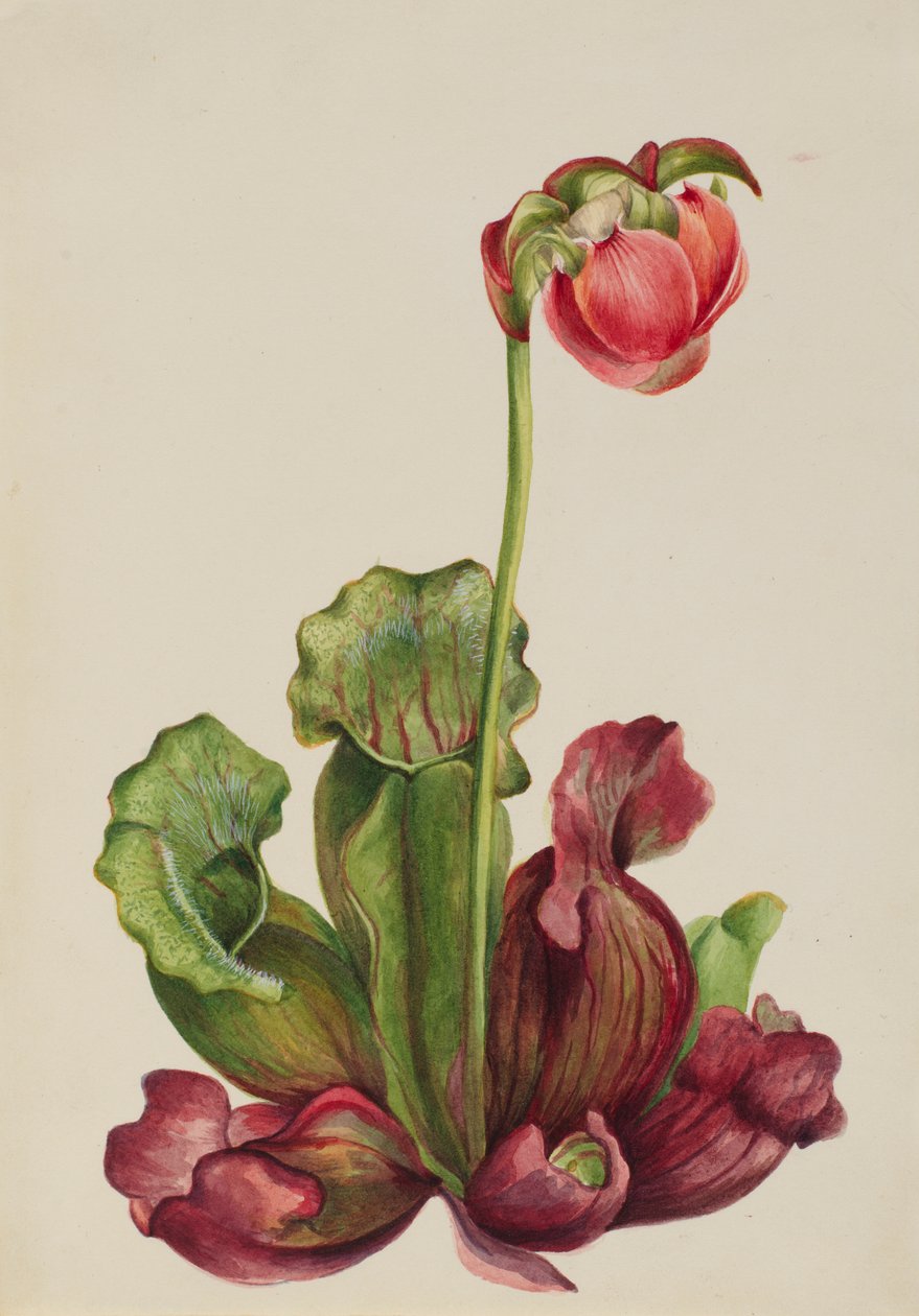 普通垂盆草（Sarracenia purpurea venosa） 作者 玛丽·沃克斯·沃尔科特