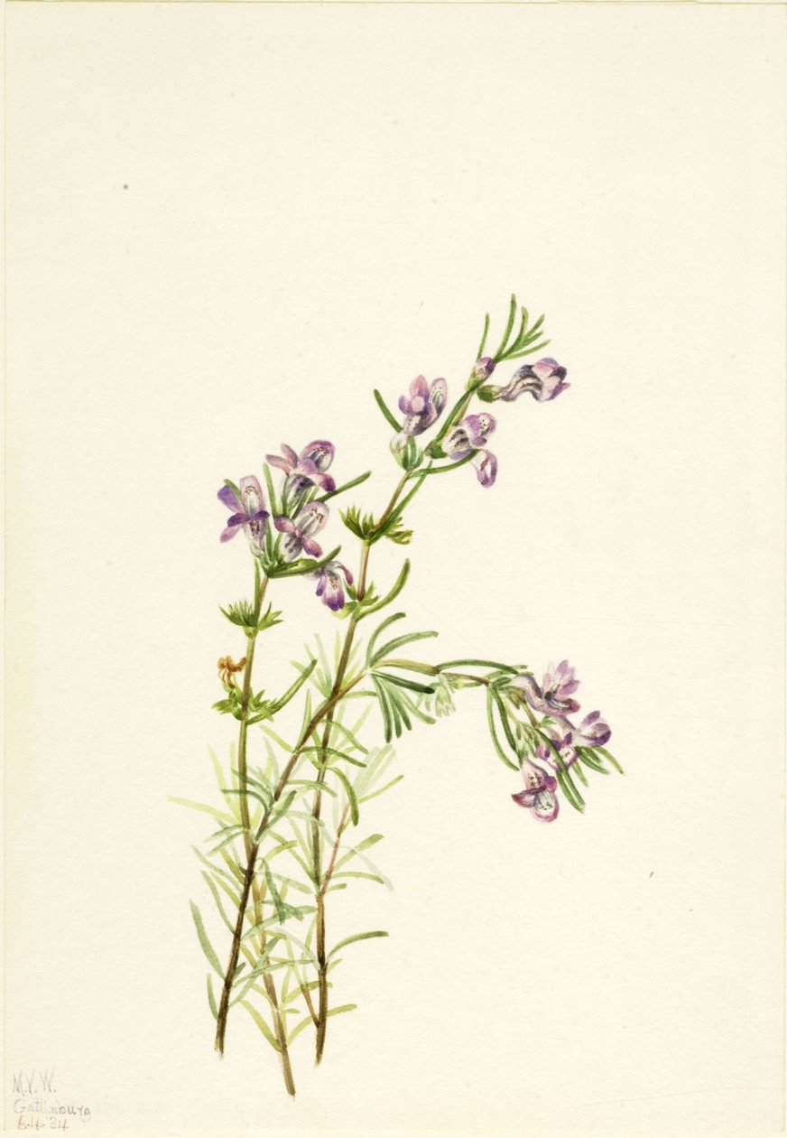 Conradina verticillata, 1934. 作者 玛丽·沃克斯·沃尔科特