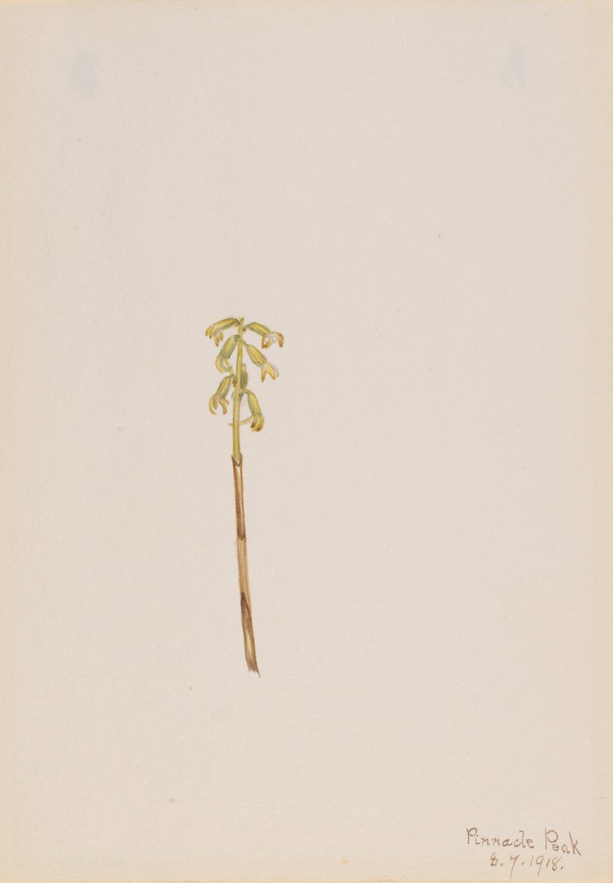 Corathorhiza corallorhiza 作者 玛丽·沃克斯·沃尔科特