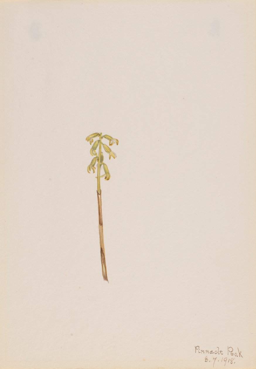 Corathorhiza corallorhiza，1918。 作者 玛丽·沃克斯·沃尔科特