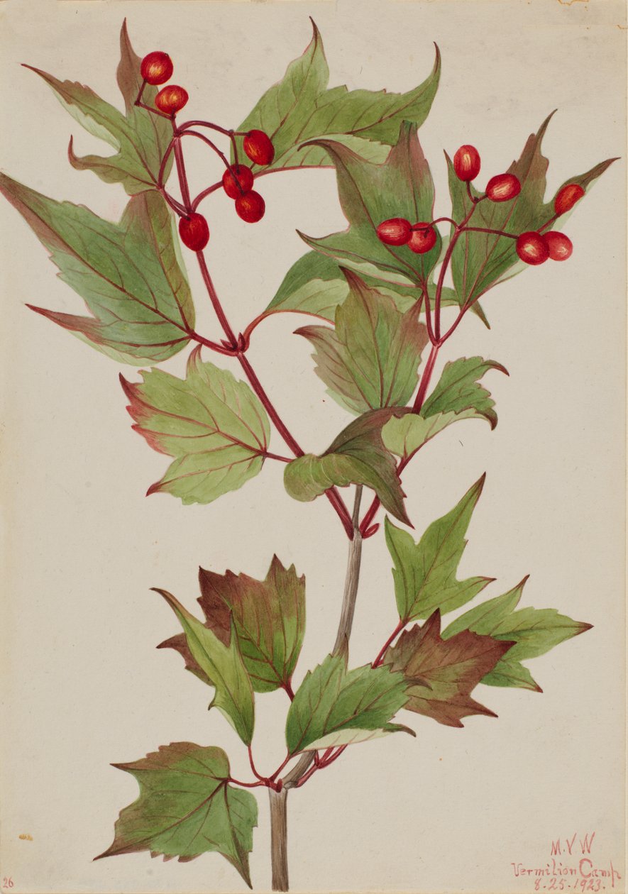 Cranberrybush Viburnum pauciflorum, 1923. 作者 玛丽·沃克斯·沃尔科特