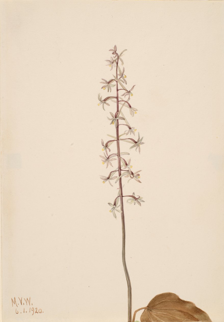 鹤立鸡群的兰花Tipularia uniflora，1920。 作者 玛丽·沃克斯·沃尔科特
