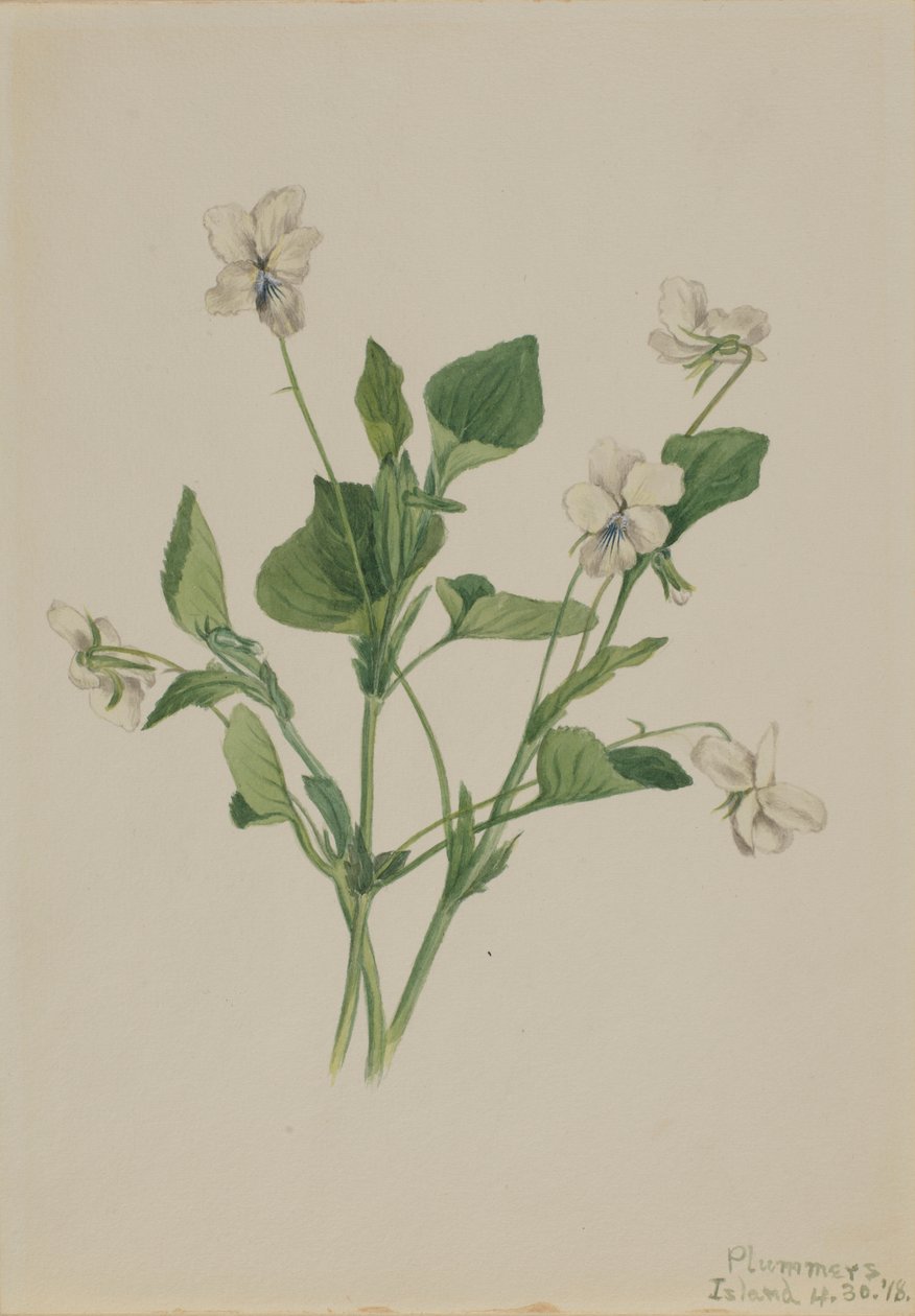 奶油紫罗兰（Viola striata） 作者 玛丽·沃克斯·沃尔科特