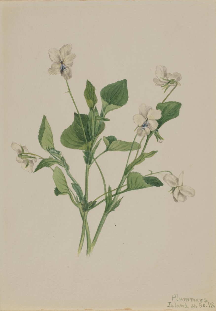 Cream Violet Viola striata, 1918. 作者 玛丽·沃克斯·沃尔科特