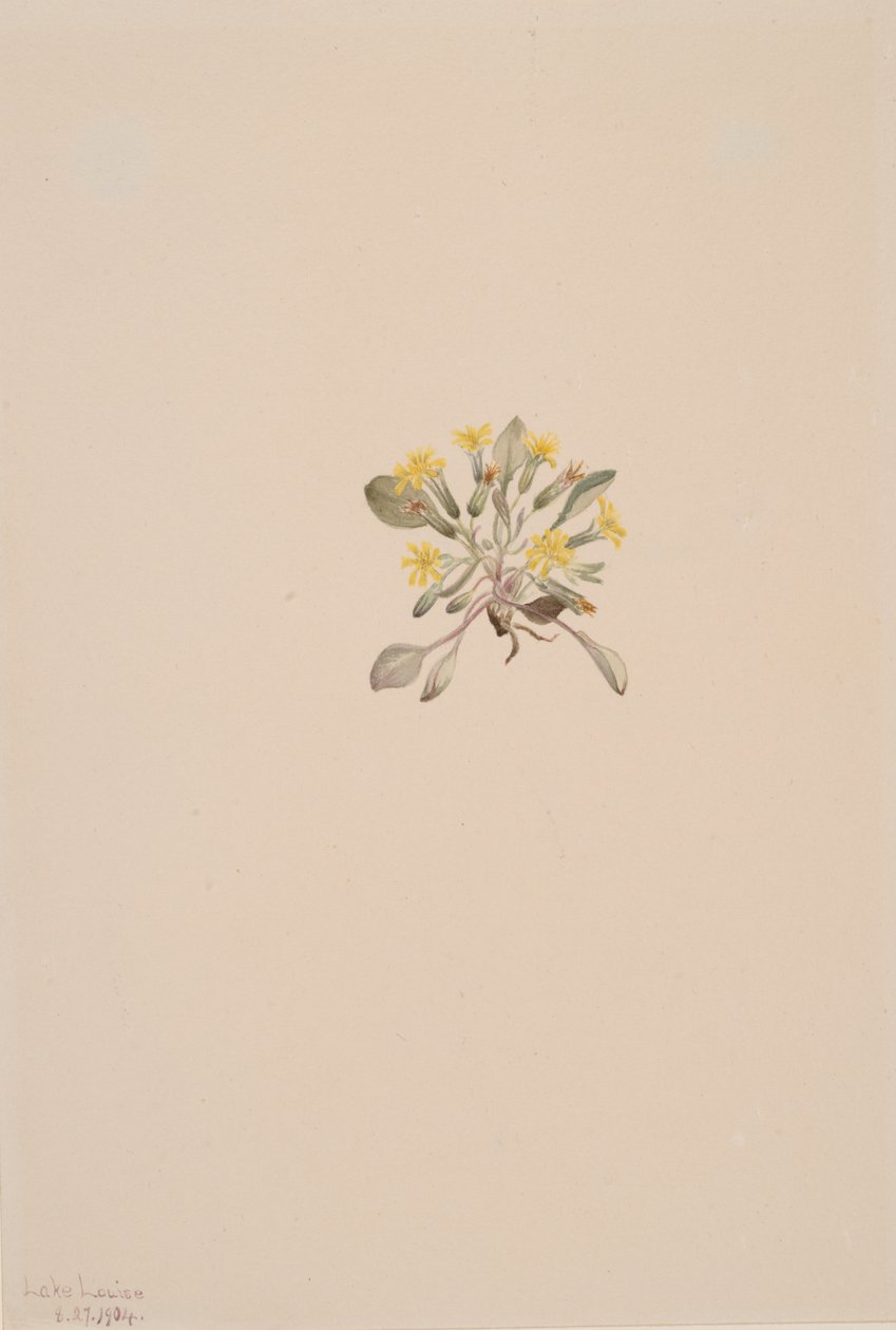 Crepis Elegans, 1904. 作者 玛丽·沃克斯·沃尔科特