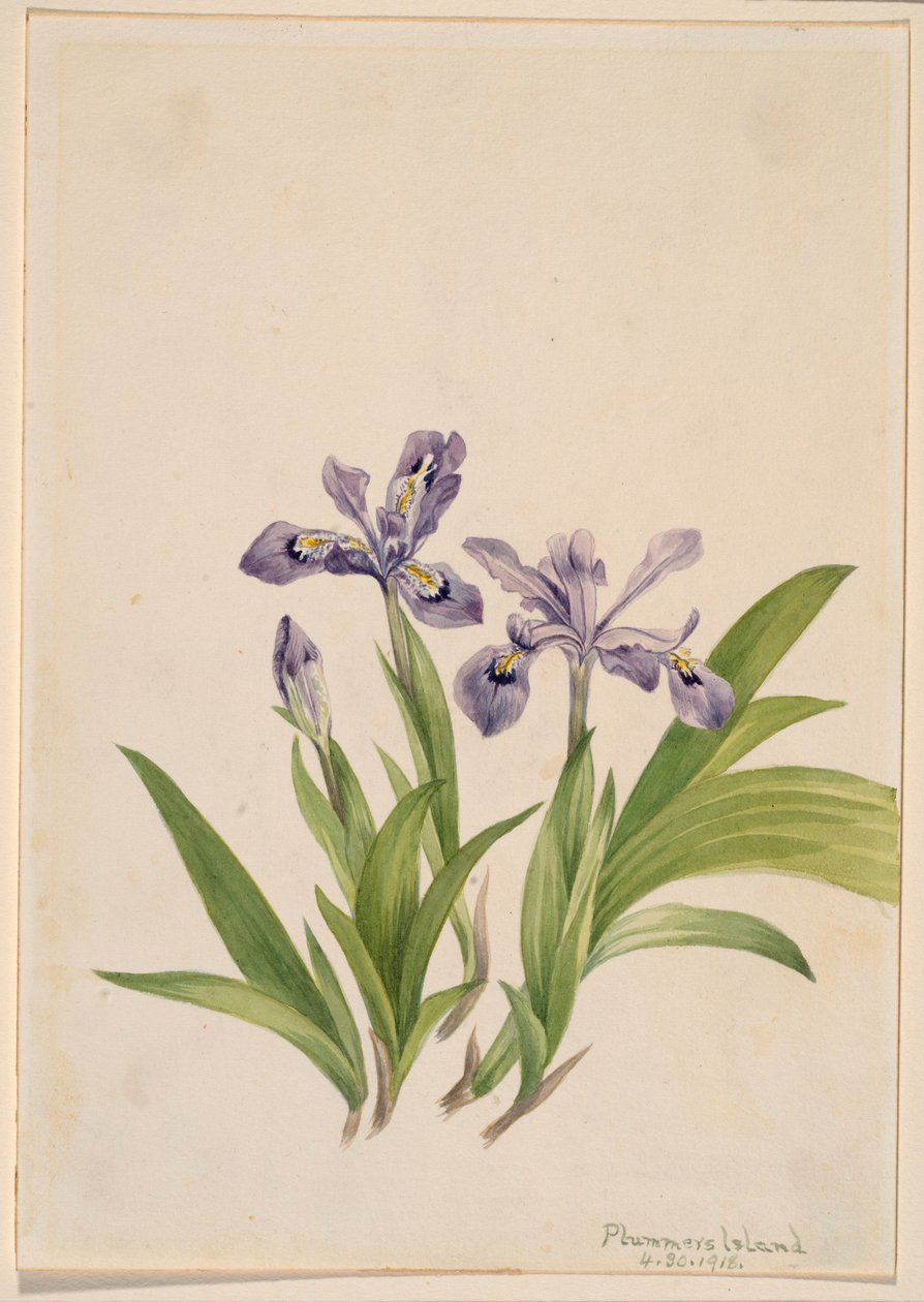 凤尾鸢尾（Iris cristata) 作者 玛丽·沃克斯·沃尔科特