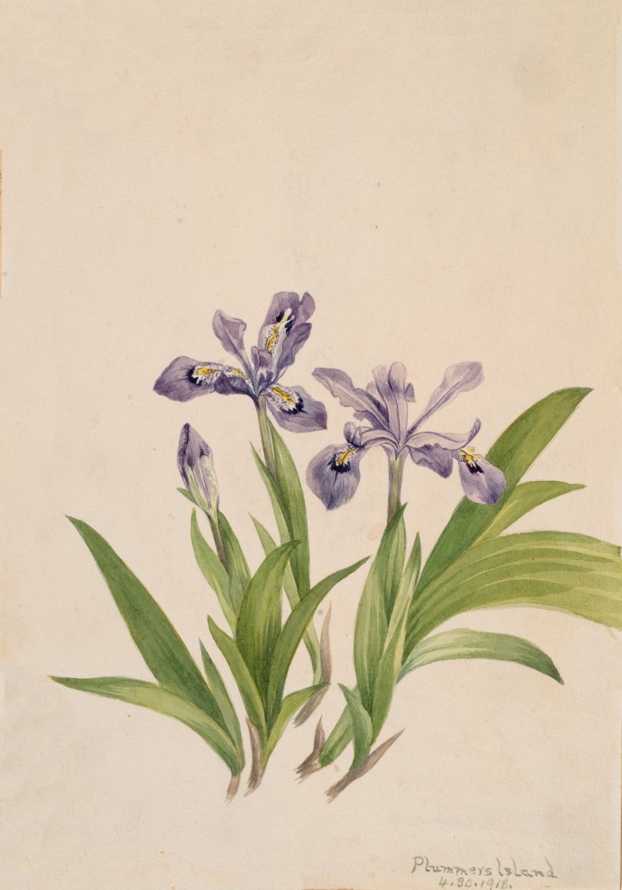 鸢尾花 Iris cristata, 1918. 作者 玛丽·沃克斯·沃尔科特