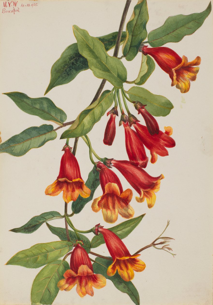 十字花科植物（Anisostichus capreolatus） 作者 玛丽·沃克斯·沃尔科特