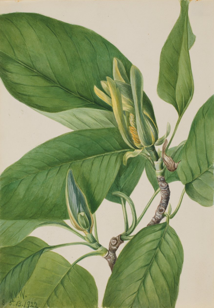 黄瓜树 Magnolia acuminata, 1922. 作者 玛丽·沃克斯·沃尔科特