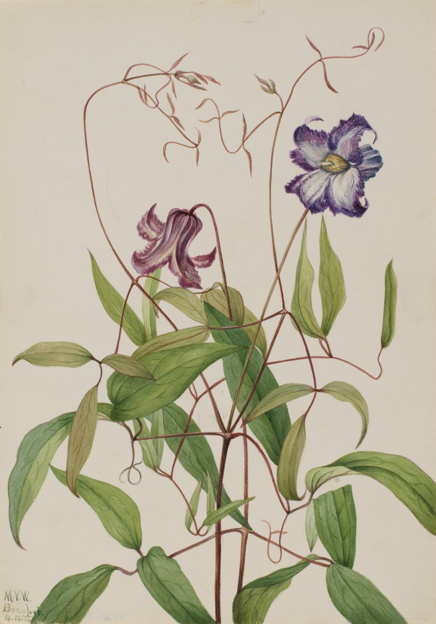 卷曲铁线莲（Clematis crispa） 作者 玛丽·沃克斯·沃尔科特