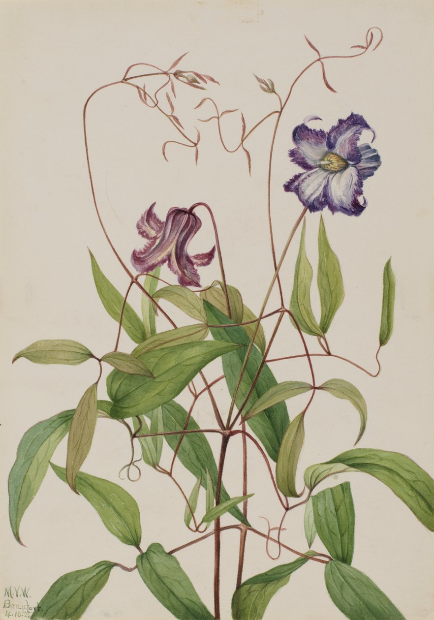 卷曲的铁线莲 Clematis crispa, 1925. 作者 玛丽·沃克斯·沃尔科特