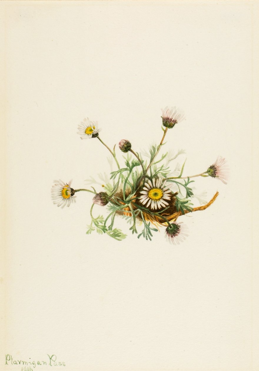 切叶跳蚤草（Erigeron compositus） 作者 玛丽·沃克斯·沃尔科特