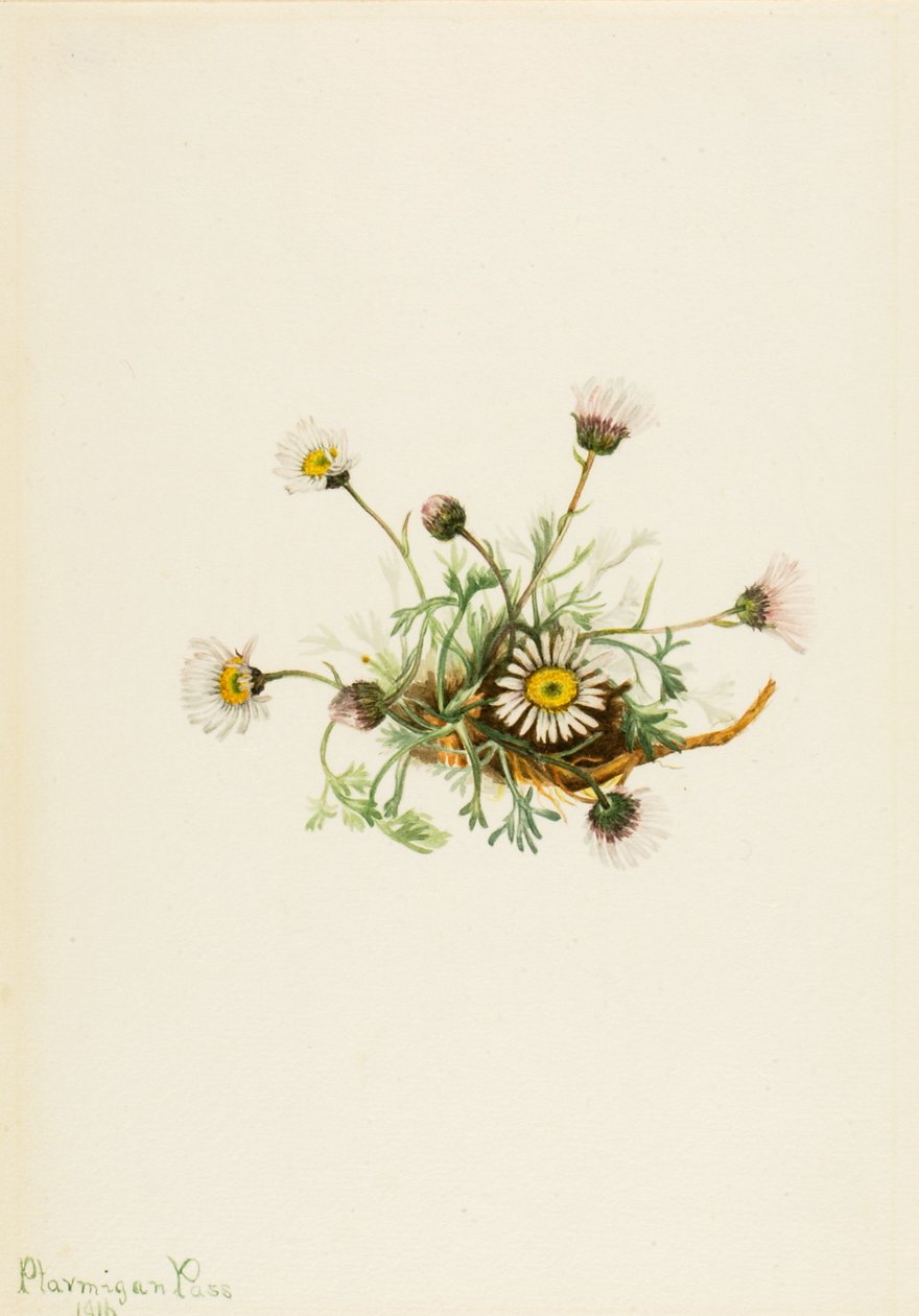 Cut-Leaf Fleabane Erigeron compositus, 1916. 作者 玛丽·沃克斯·沃尔科特