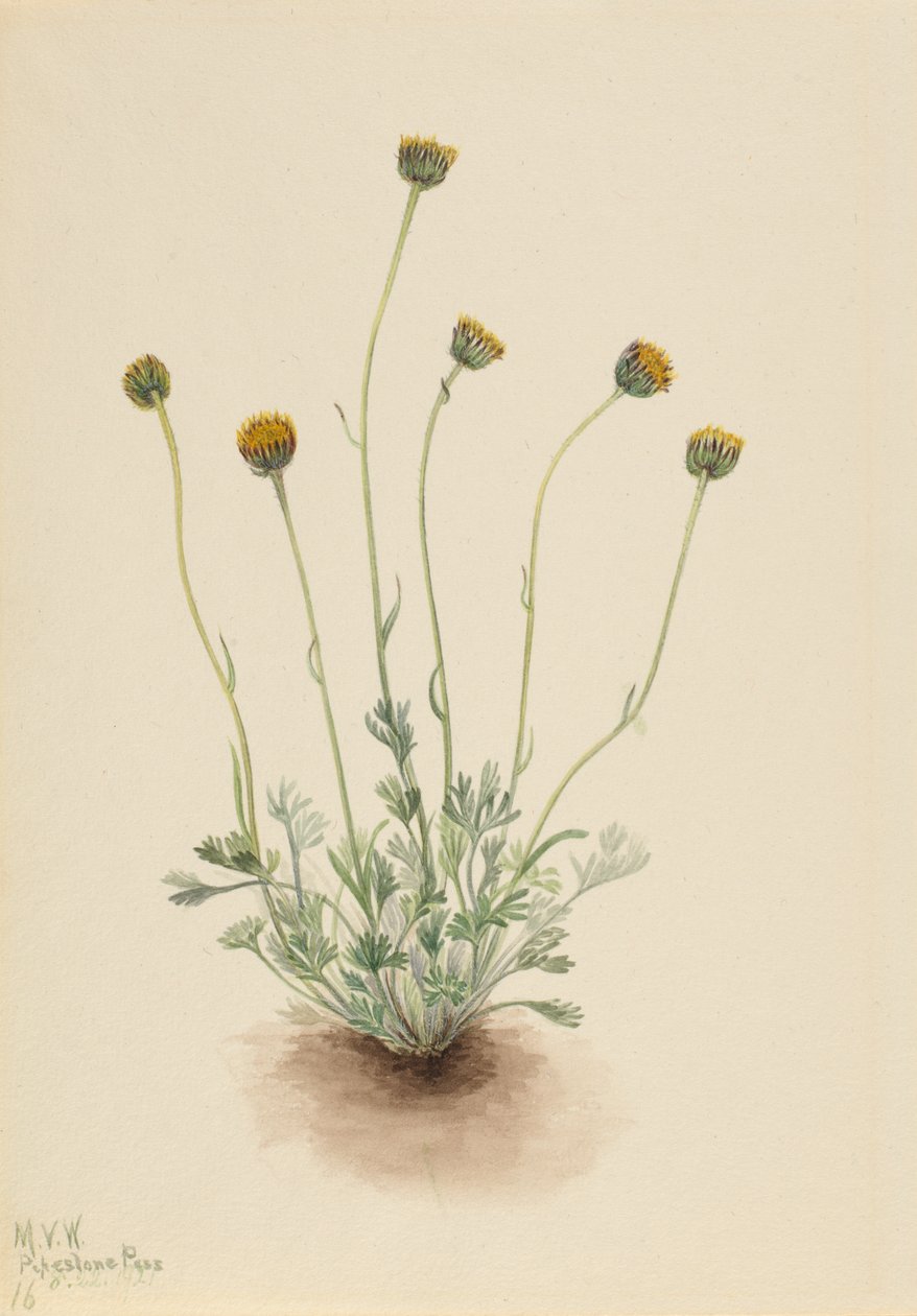 切割的叶子 Fleabane Erigeron compositus nudus, 1921. 作者 玛丽·沃克斯·沃尔科特