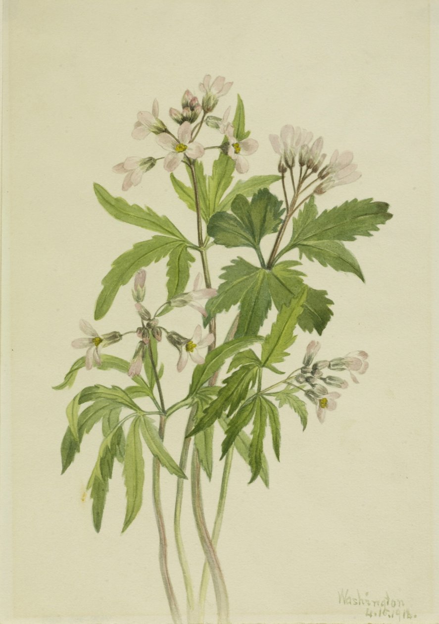 切齿草（Dentaria laciniata） 作者 玛丽·沃克斯·沃尔科特