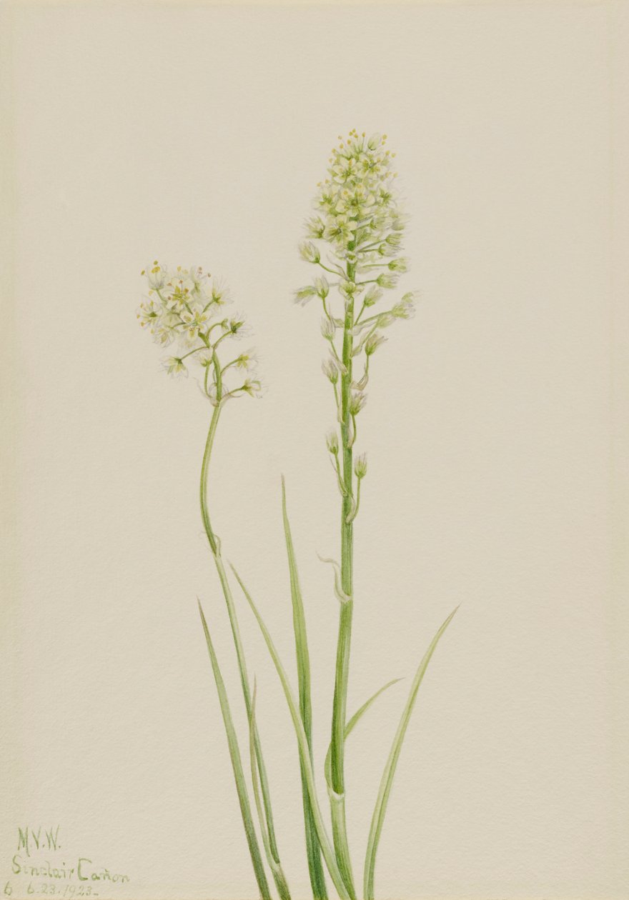 Death Camas Zygadenus venenosus, 1923. 作者 玛丽·沃克斯·沃尔科特