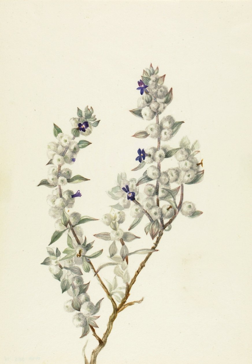 死亡谷鼠尾草（Salvia funerea） 作者 玛丽·沃克斯·沃尔科特
