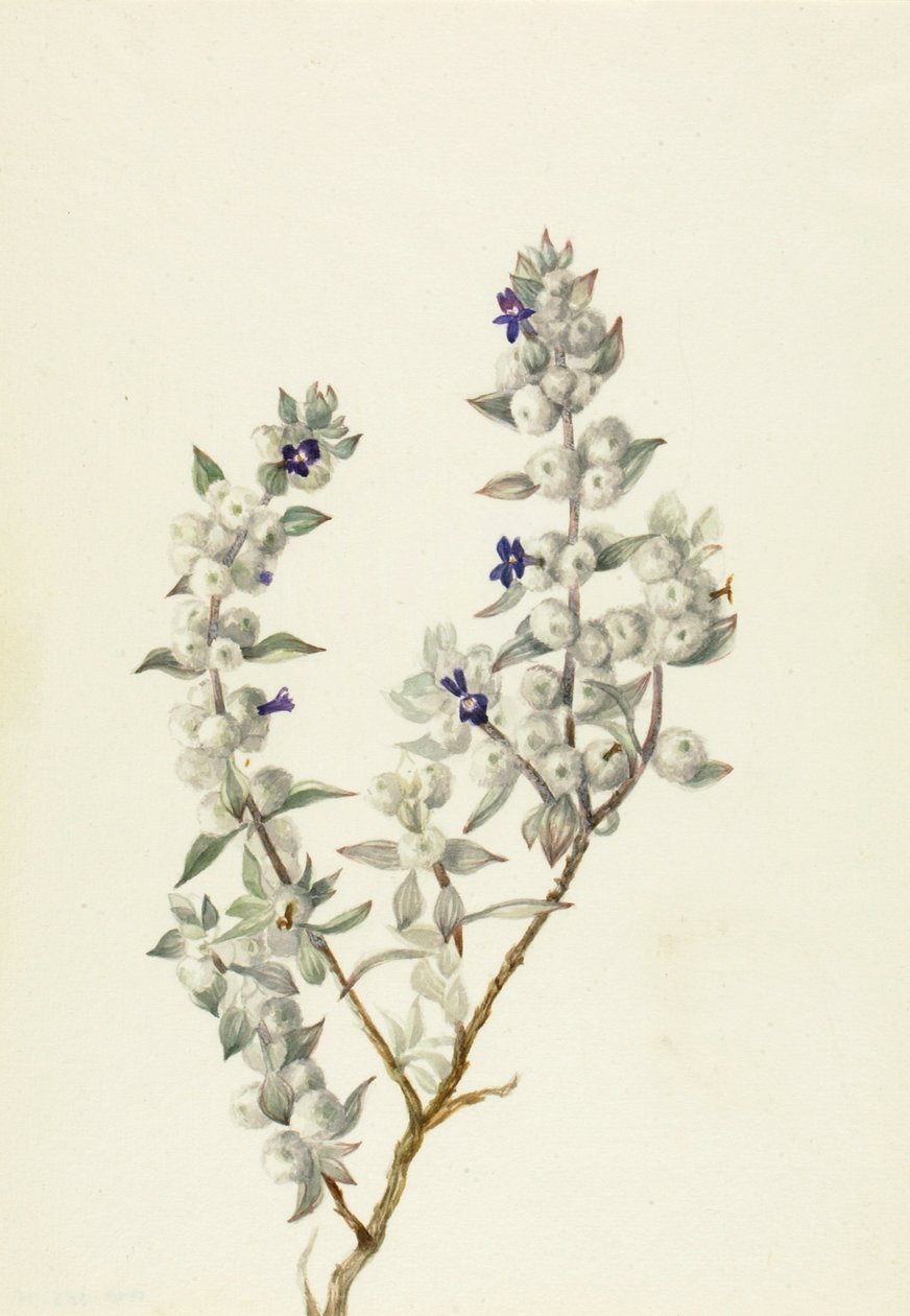 死亡谷鼠尾草Salvia funerea，约1930年代初。 作者 玛丽·沃克斯·沃尔科特