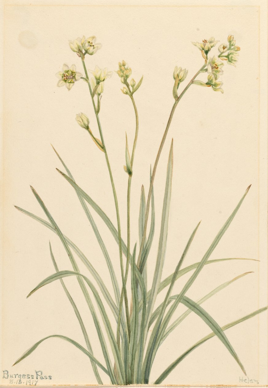 蝙蝠（Zygadenus elegans） 作者 玛丽·沃克斯·沃尔科特