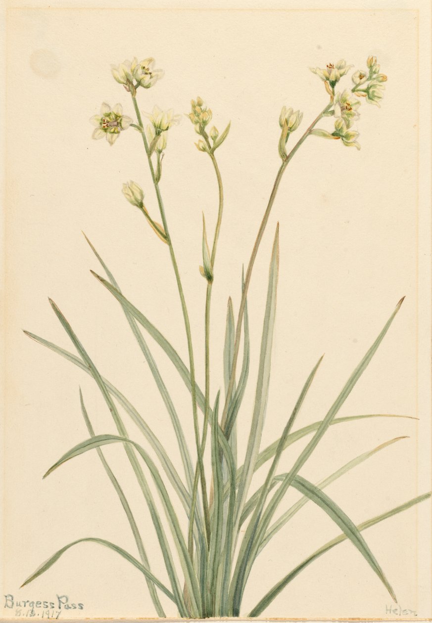 Deathcamas Zygadenus elegans, 1917. 作者 玛丽·沃克斯·沃尔科特