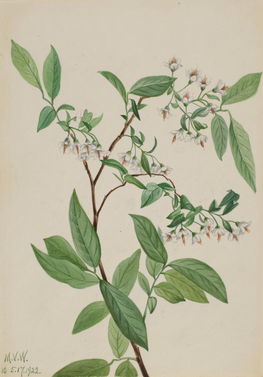 鹿莓（Polycodium stamineum） 作者 玛丽·沃克斯·沃尔科特