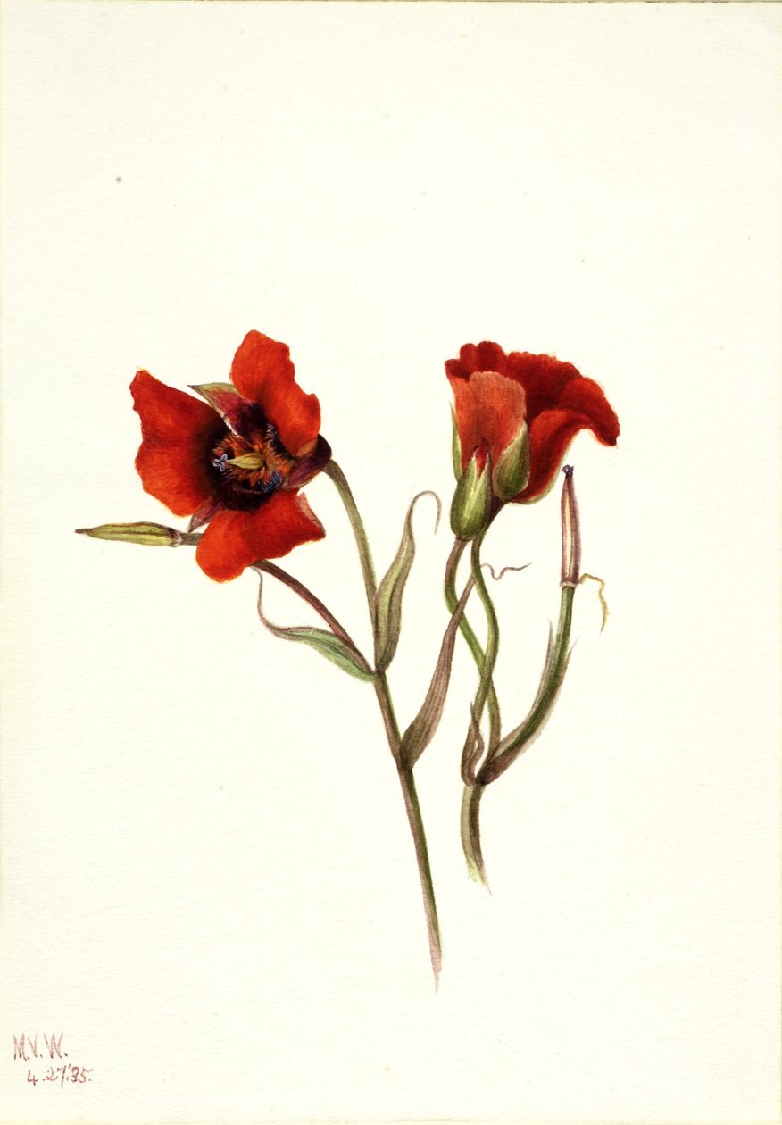 沙漠马丽珀萨（Calochortus kennedyi） 作者 玛丽·沃克斯·沃尔科特